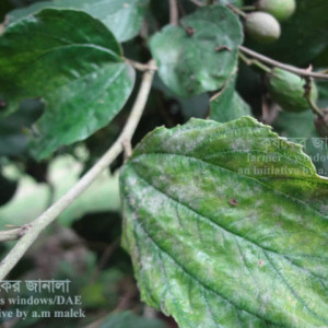 কুলের পাউডারি মিলডিউ রোগ